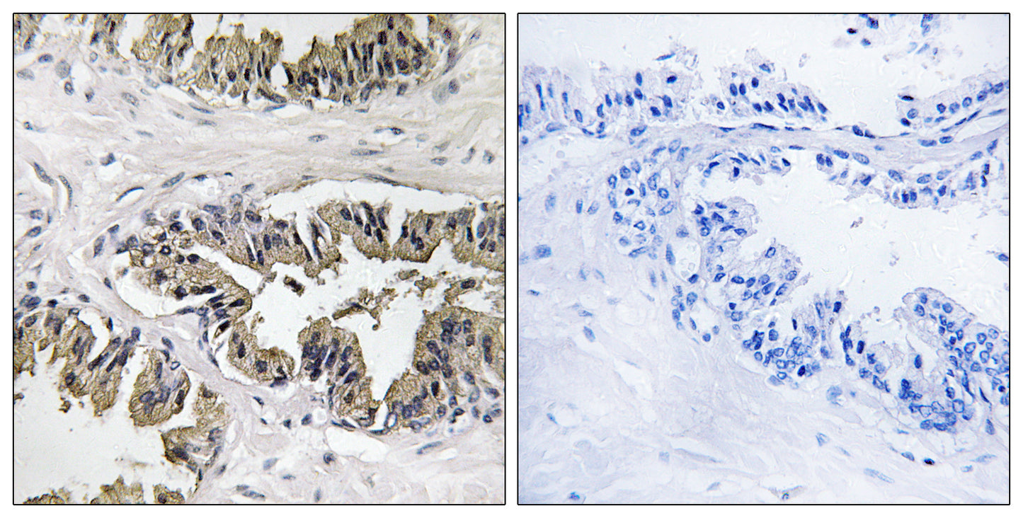 eRF3a Rabbit Polyclonal Antibody