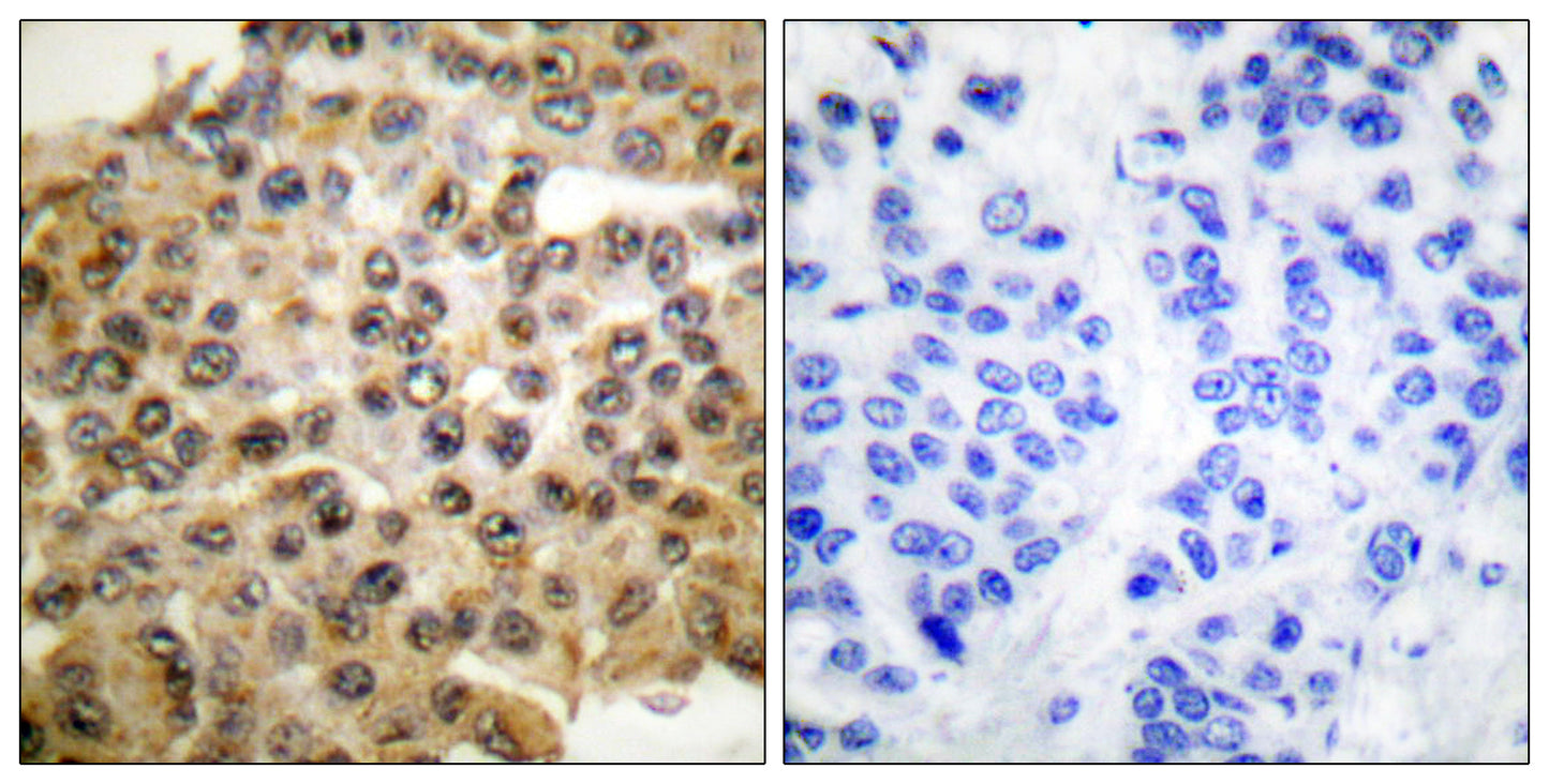 ERK 1/2 Rabbit Polyclonal Antibody