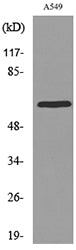 ERp57 Rabbit Polyclonal Antibody