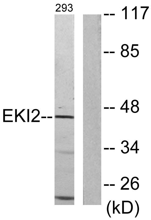 Ethanolamine kinase 2 Rabbit Polyclonal Antibody