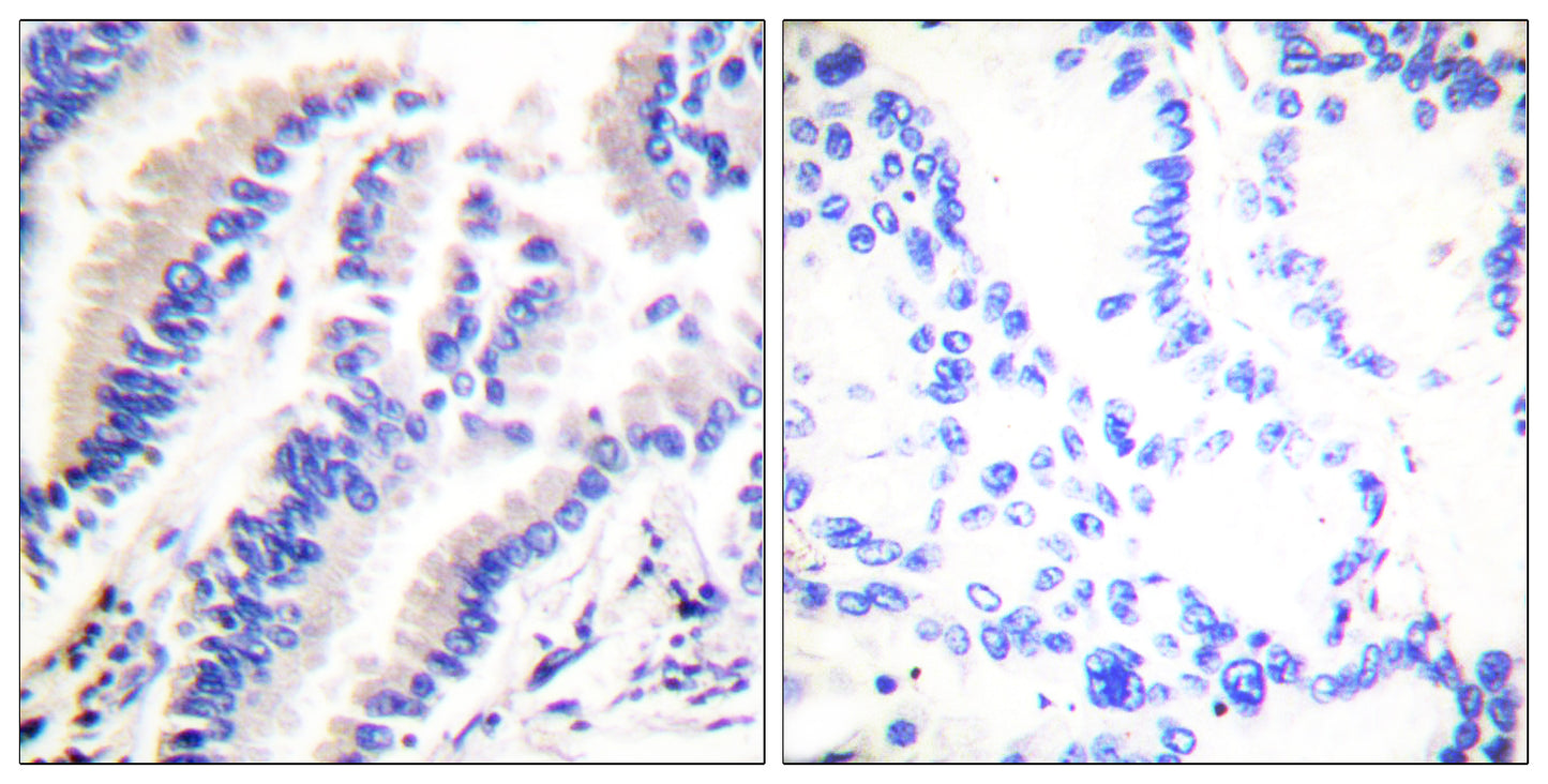 FADD Rabbit Polyclonal Antibody