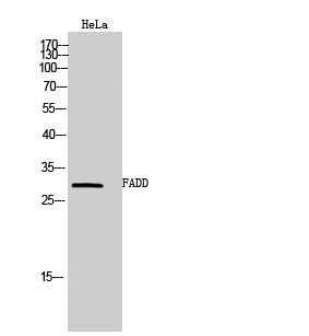 FADD Rabbit Polyclonal Antibody