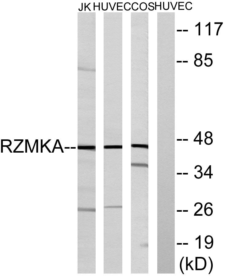 FAM80A Rabbit Polyclonal Antibody