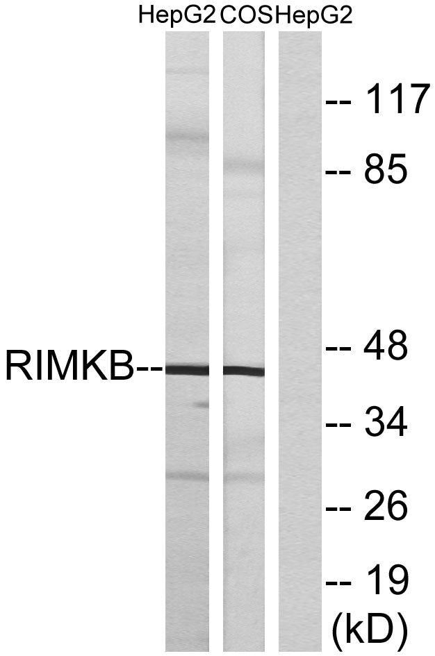 FAM80B Rabbit Polyclonal Antibody