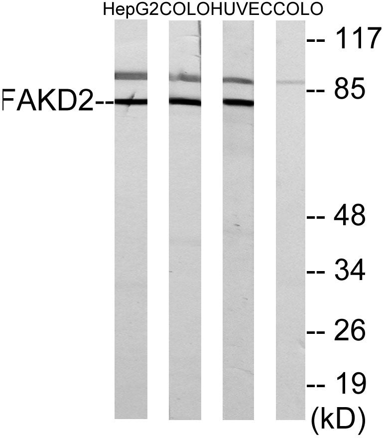 FASTKD2 Rabbit Polyclonal Antibody