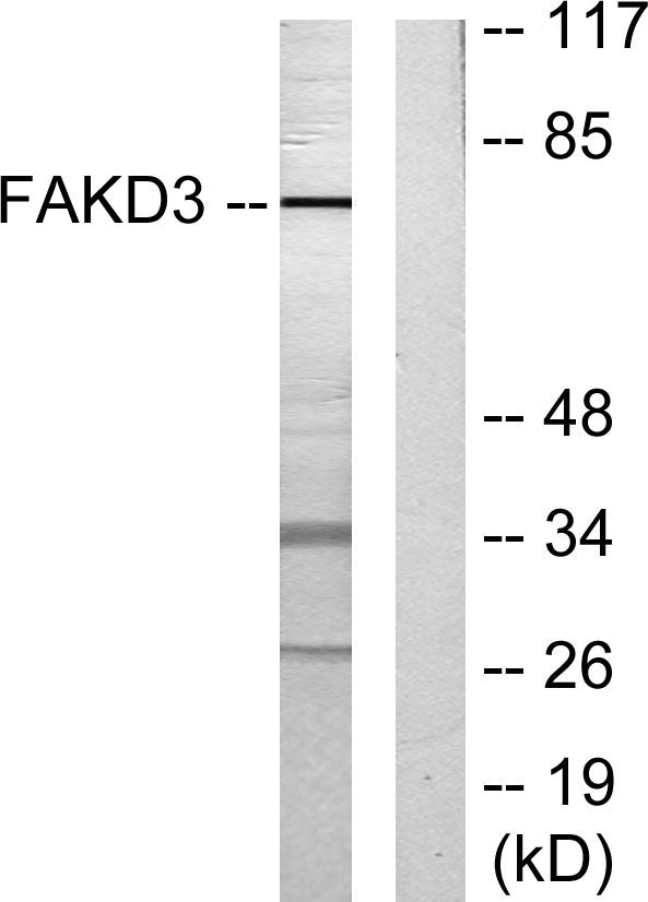 FASTKD3 Rabbit Polyclonal Antibody