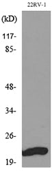 FGF-12 Rabbit Polyclonal Antibody
