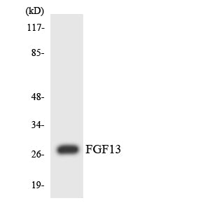 FGF-13 Rabbit Polyclonal Antibody