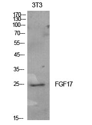FGF-17 Rabbit Polyclonal Antibody