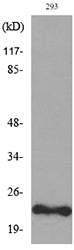 FGF-6 Rabbit Polyclonal Antibody