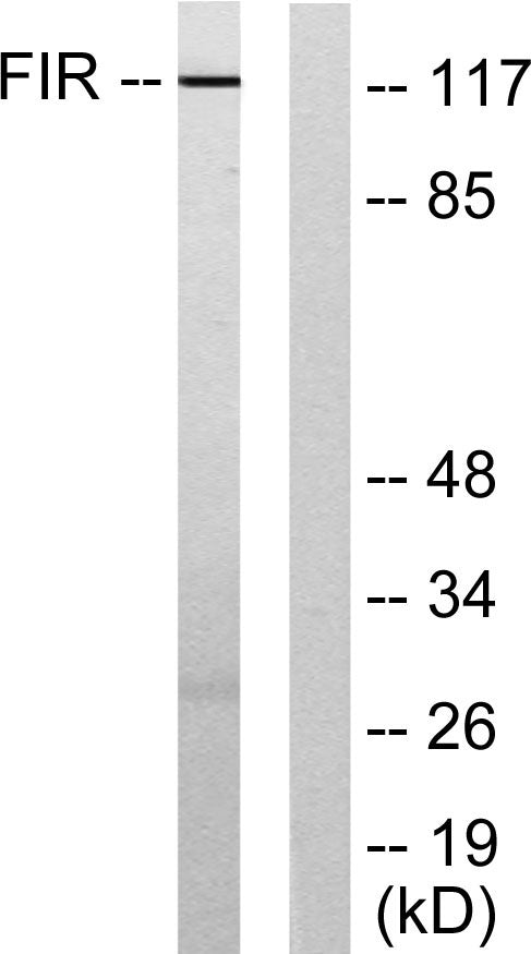 FIR Rabbit Polyclonal Antibody