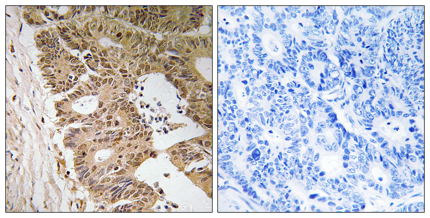 Fliz1 Rabbit Polyclonal Antibody