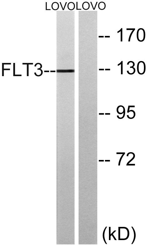 Flt3 Rabbit Polyclonal Antibody