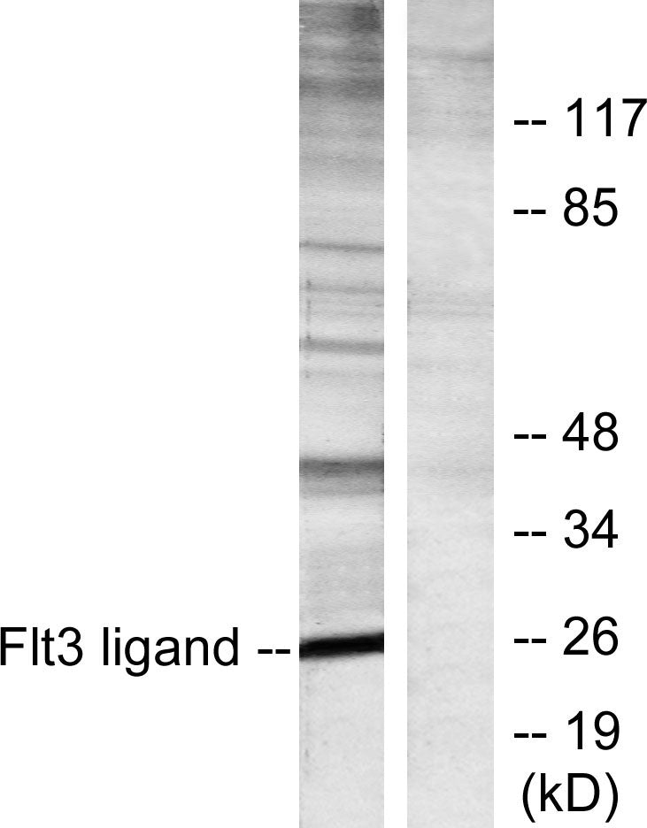 Flt3-L Rabbit Polyclonal Antibody
