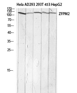 FOG-2 Rabbit Polyclonal Antibody