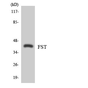 Follistatin Rabbit Polyclonal Antibody