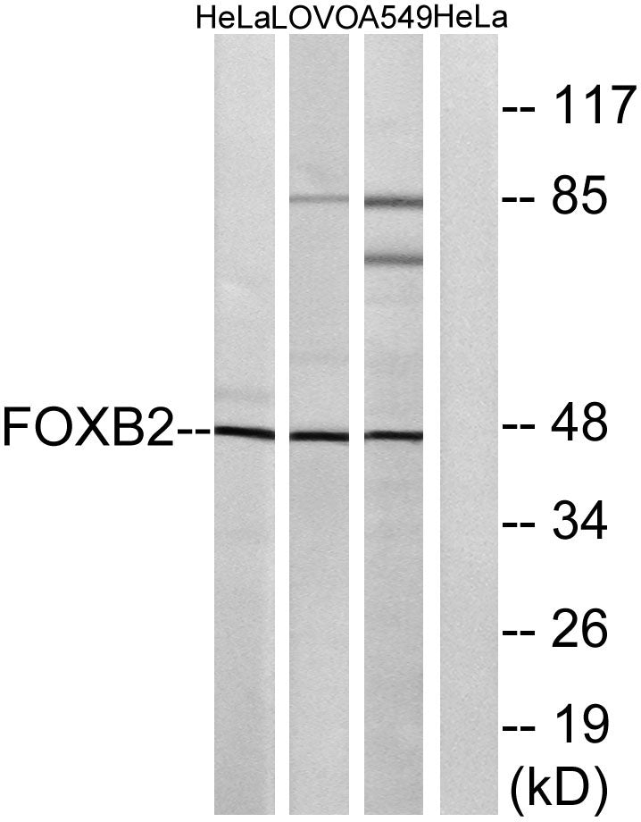 FoxB2 Rabbit Polyclonal Antibody