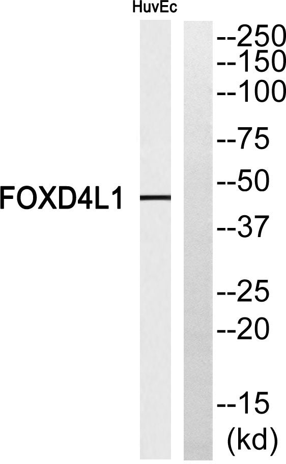 FoxD4L1 Rabbit Polyclonal Antibody