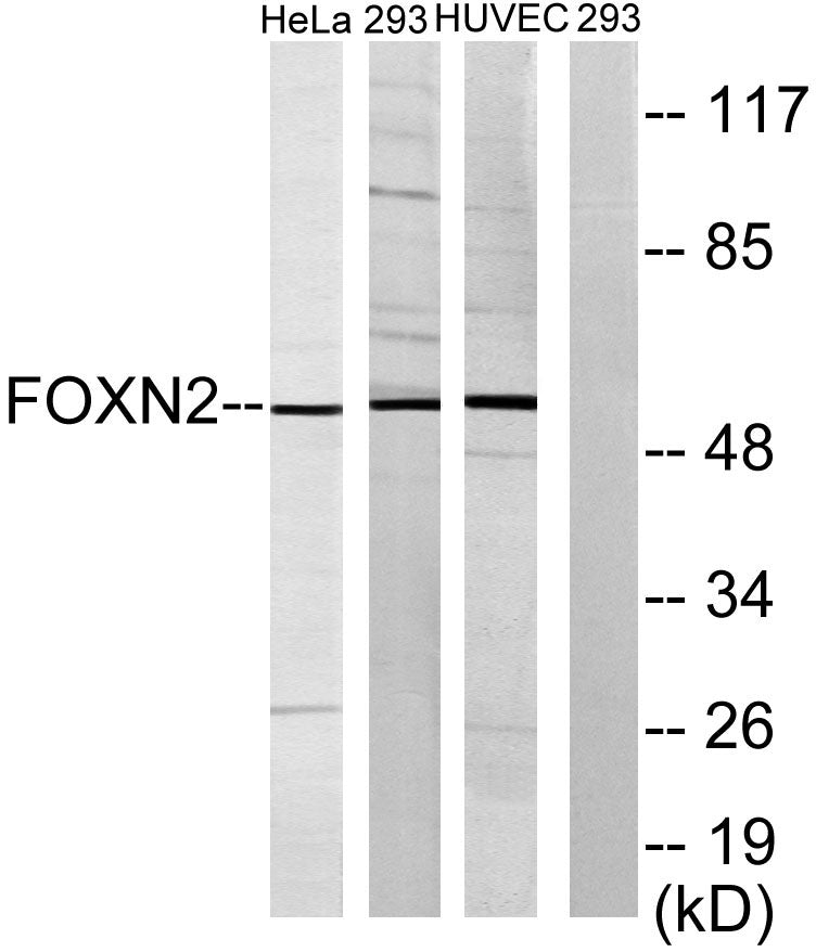 FoxN2 Rabbit Polyclonal Antibody
