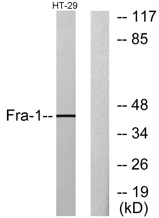 Fra-1 Rabbit Polyclonal Antibody