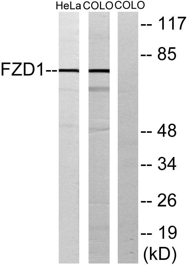 Frizzled-1 Rabbit Polyclonal Antibody