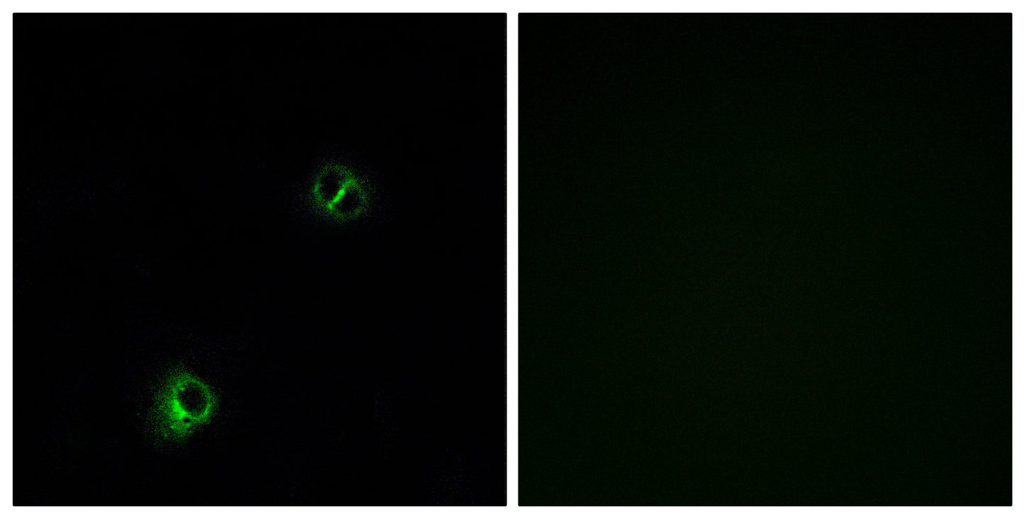 Frizzled-9 Rabbit Polyclonal Antibody