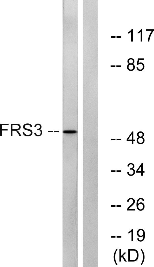 FRS3 Rabbit Polyclonal Antibody