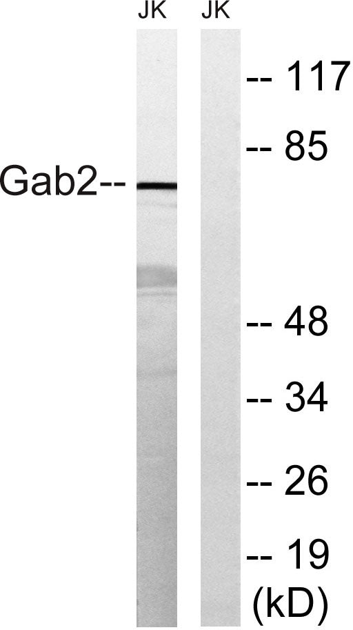 Gab 2 Rabbit Polyclonal Antibody