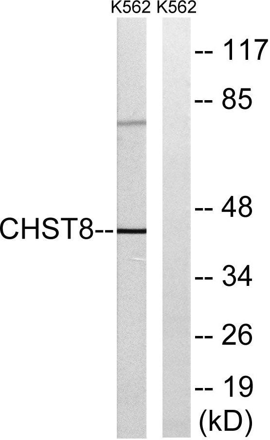 GalNAc4ST-1 Rabbit Polyclonal Antibody