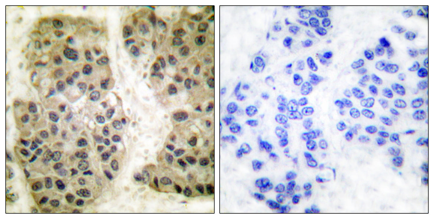 GANP Rabbit Polyclonal Antibody