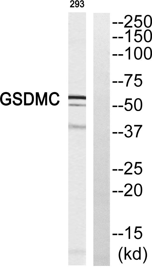 Gasdermin C Rabbit Polyclonal Antibody