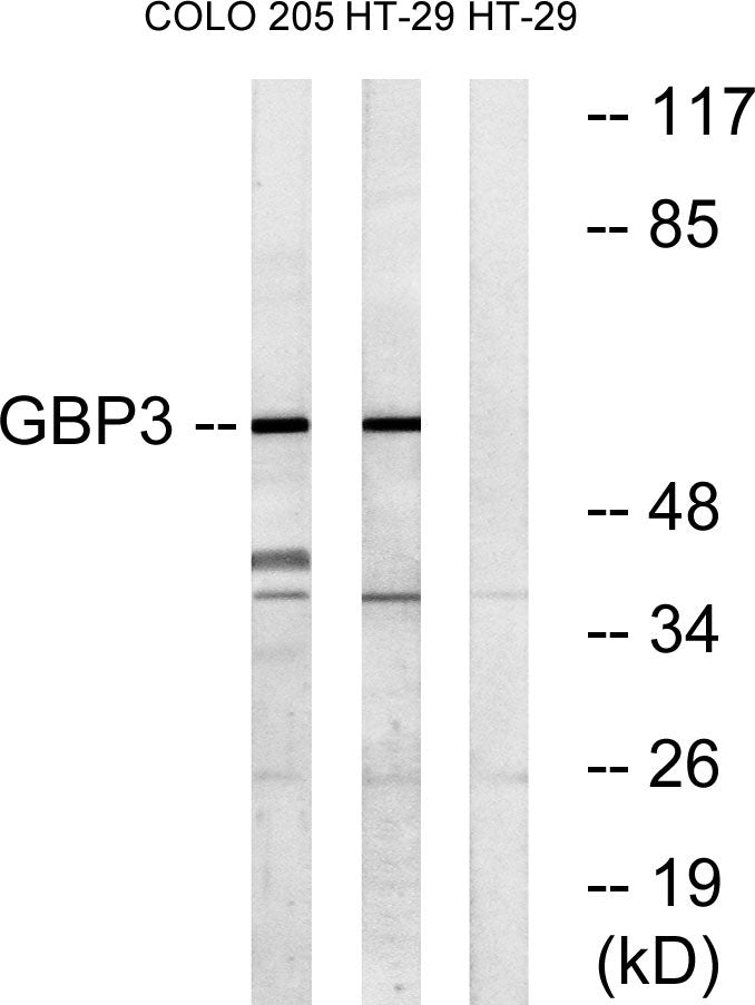 GBP3 Rabbit Polyclonal Antibody