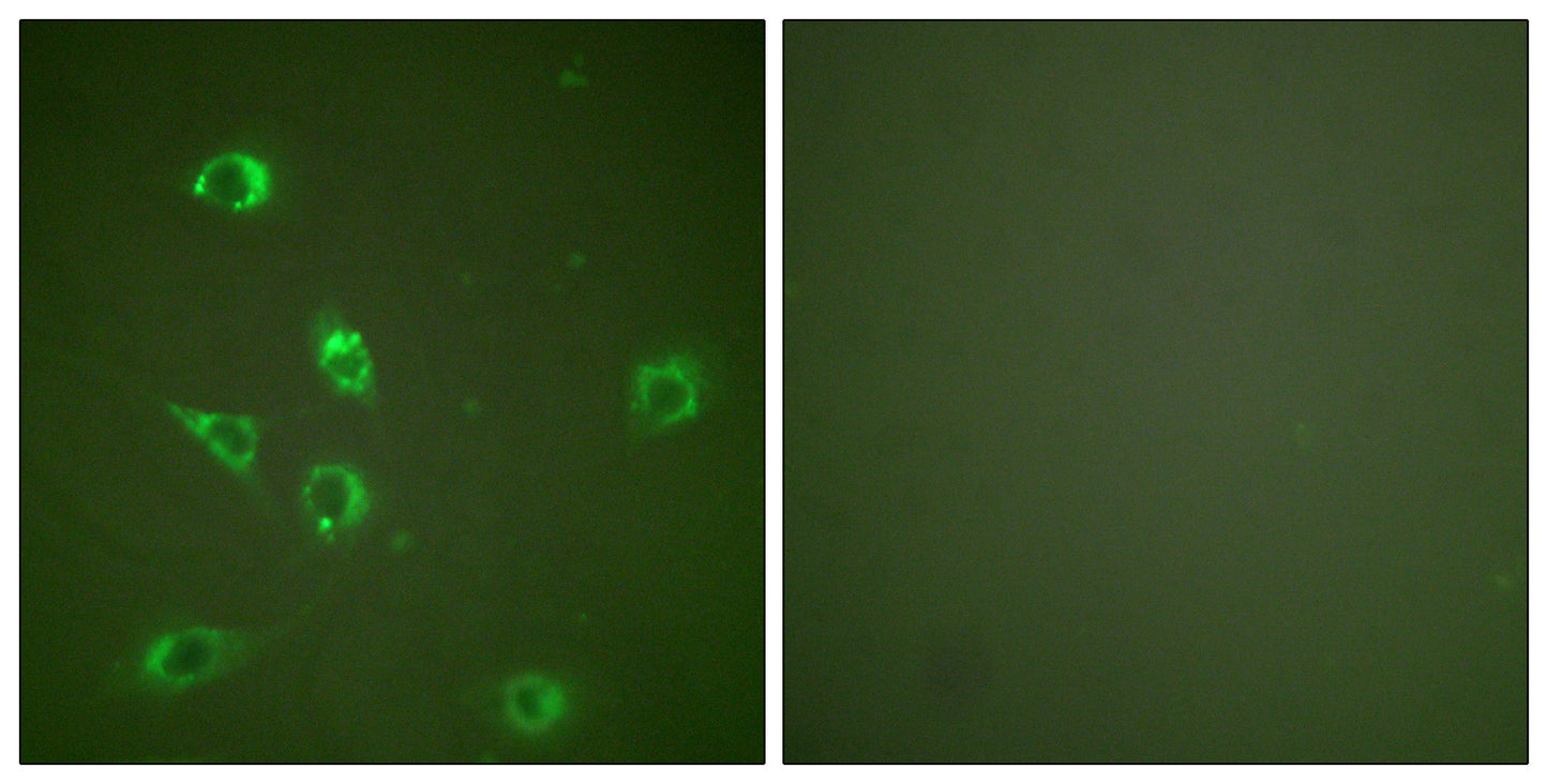 GCG Rabbit Polyclonal Antibody