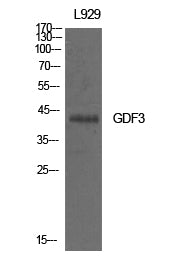 GDF-3 Rabbit Polyclonal Antibody