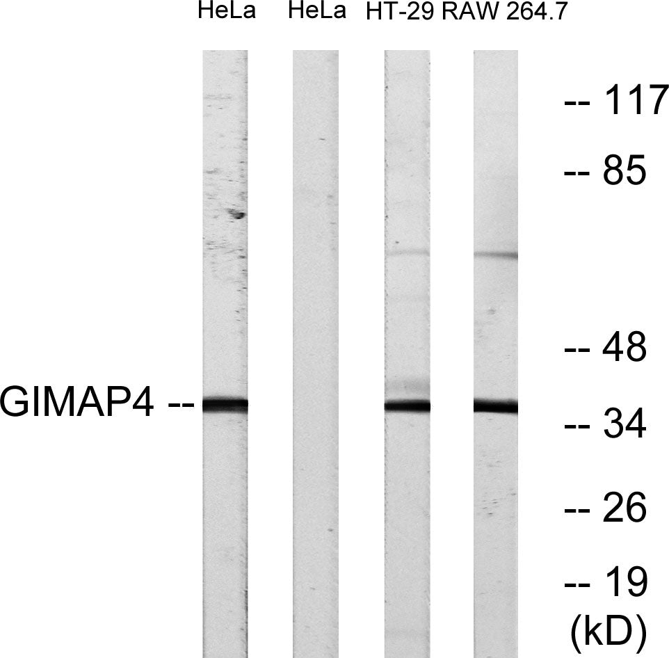 GIMAP4 Rabbit Polyclonal Antibody