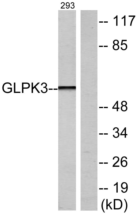 GK1/3 Rabbit Polyclonal Antibody