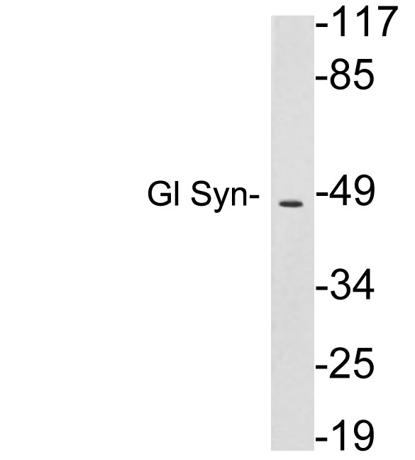 Gl Syn Rabbit Polyclonal Antibody