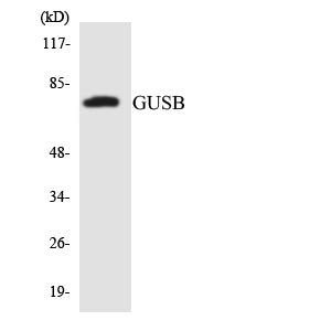 Glucuronidase β Rabbit Polyclonal Antibody