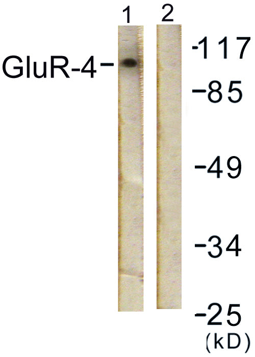 GluR4 Rabbit Polyclonal Antibody