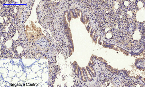 Glut4 Rabbit Polyclonal Antibody