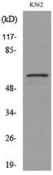 Glut5 Rabbit Polyclonal Antibody