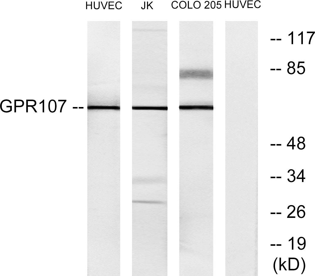 GPR107 Rabbit Polyclonal Antibody