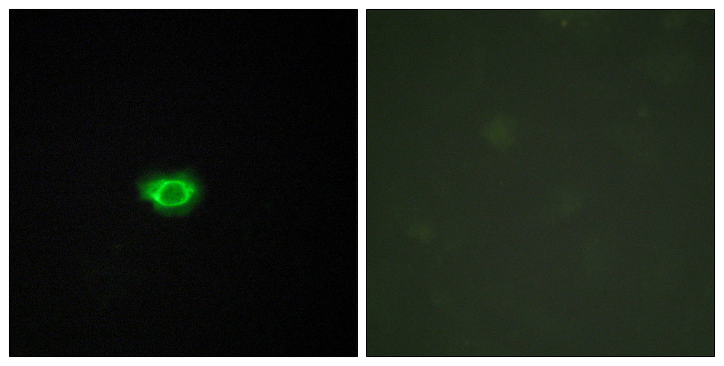 GPR108 Rabbit Polyclonal Antibody