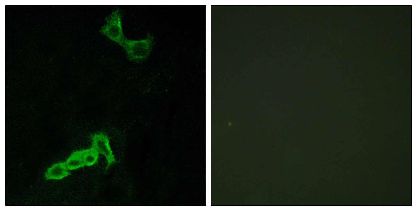 GPR137C Rabbit Polyclonal Antibody