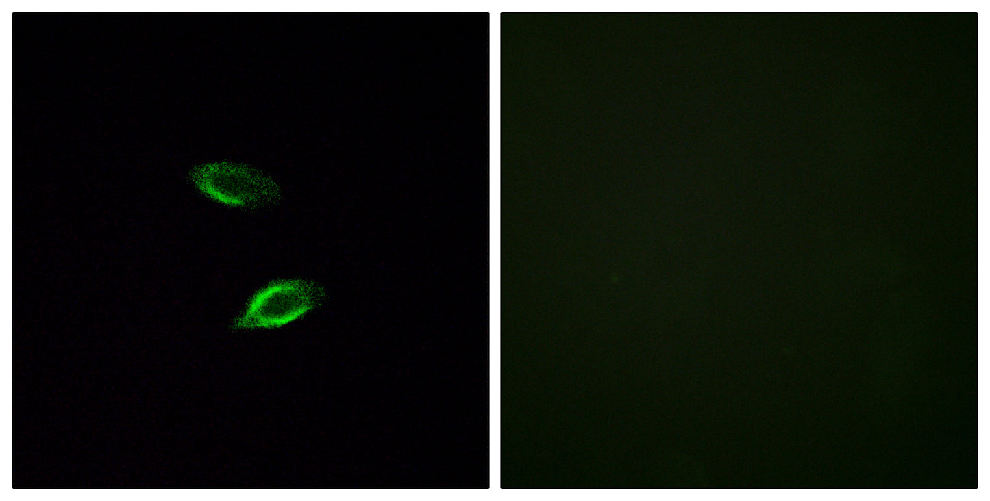 GPR157 Rabbit Polyclonal Antibody