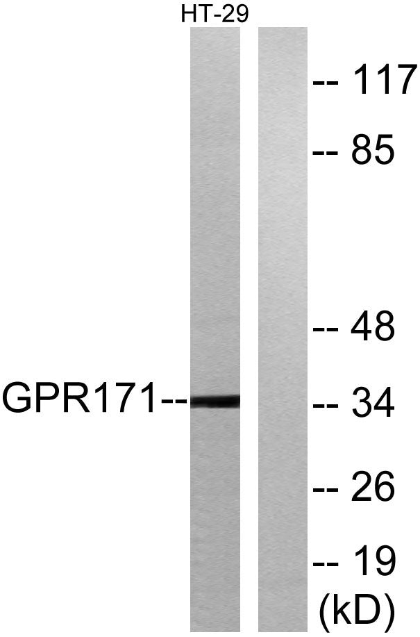 GPR171 Rabbit Polyclonal Antibody