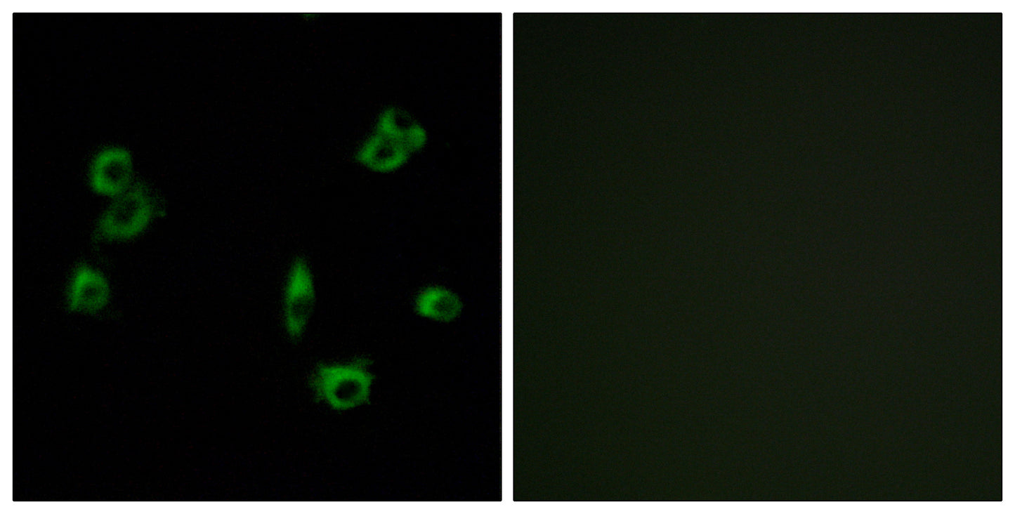 GPR172A Rabbit Polyclonal Antibody