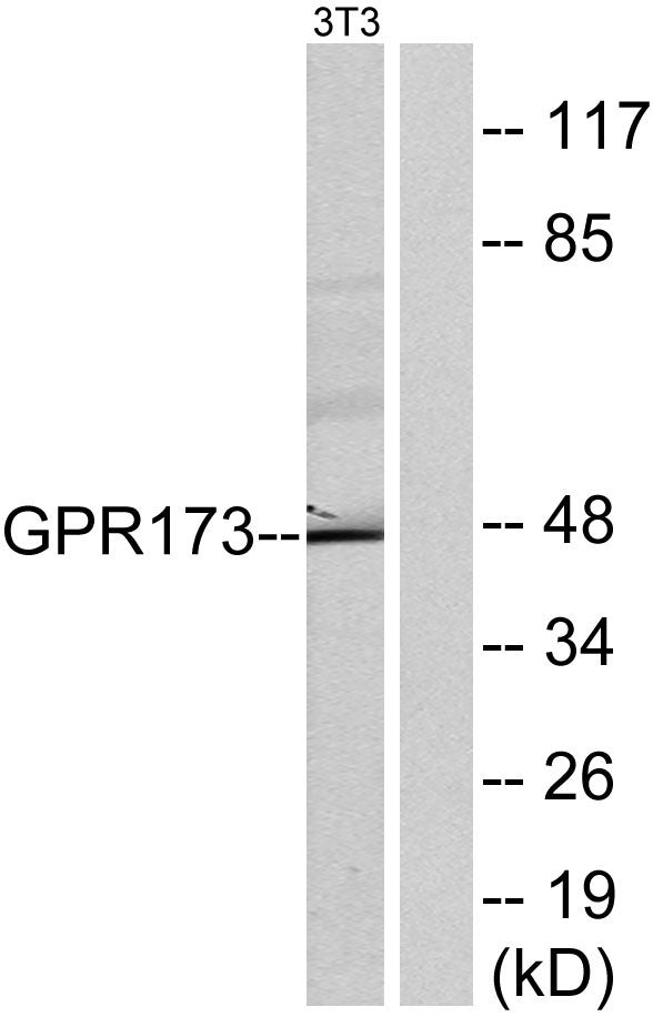 GPR173 Rabbit Polyclonal Antibody