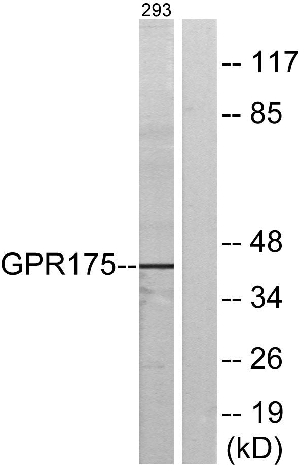 GPR175 Rabbit Polyclonal Antibody