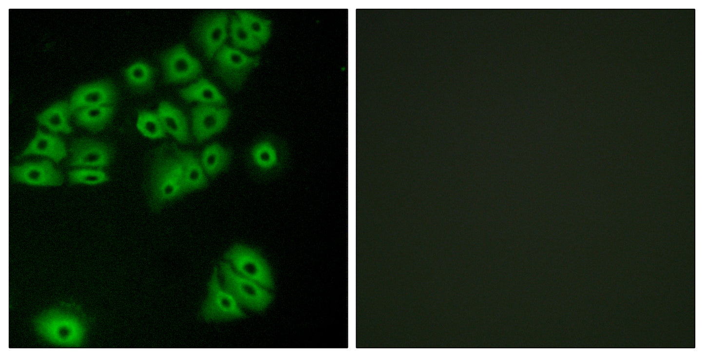 GPR180 Rabbit Polyclonal Antibody